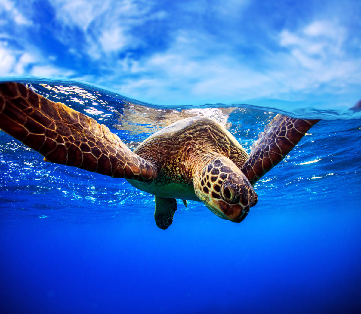 Tortue verte à Padang Bai