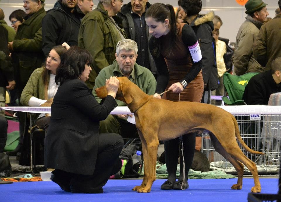 Tar Kristina (judge fci), Brno 2013