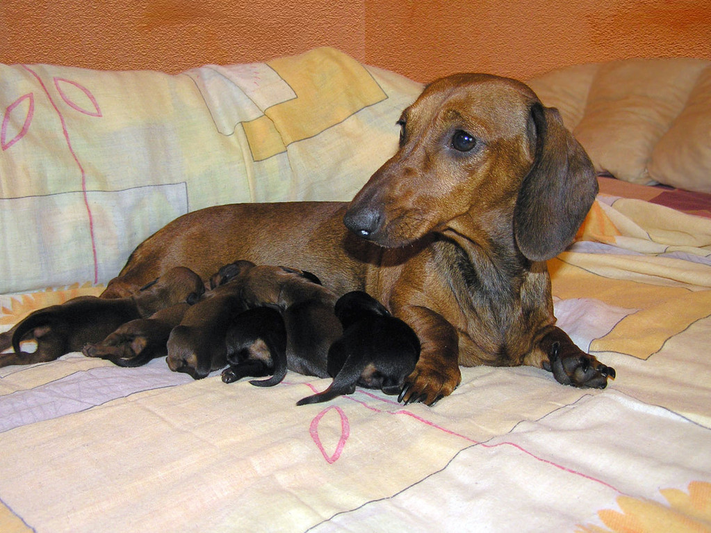 Goldader Kurazhnaja Kapelyka and puppies (3 days)