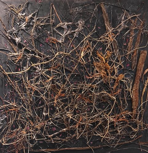 Immagini Dal Bosco