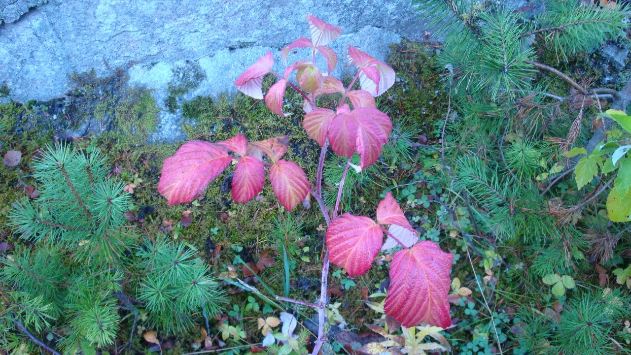 Himbeerstrauch in Rot