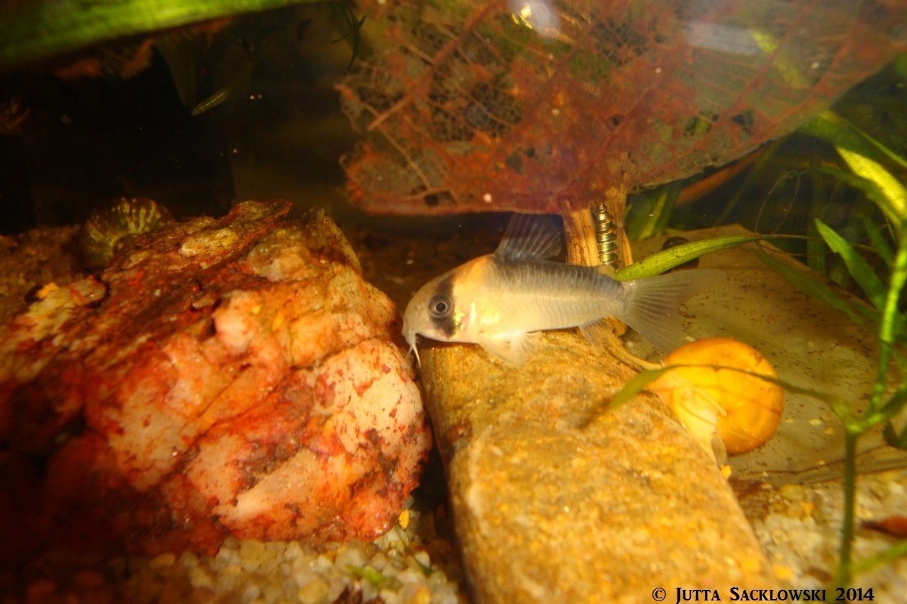 Corydoras duplicareus