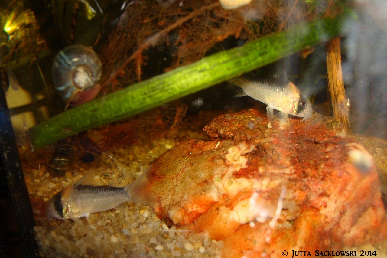 Corydoras duplicareus