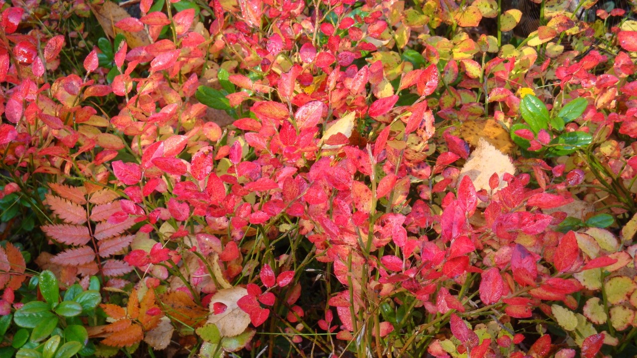 Blaubeersträucher im Herbstkleid