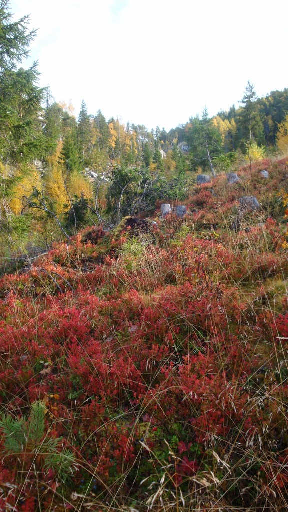 Hang in Herbstfarben