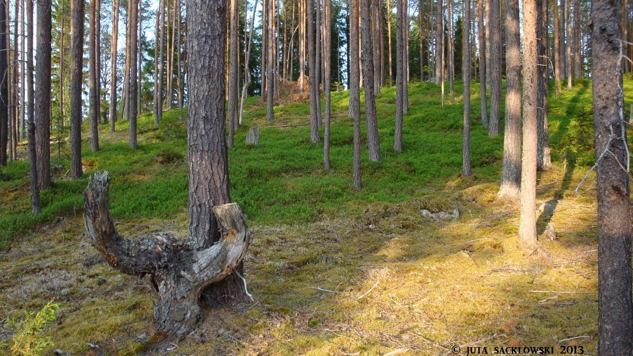 Schwedischer Monokulturwald!