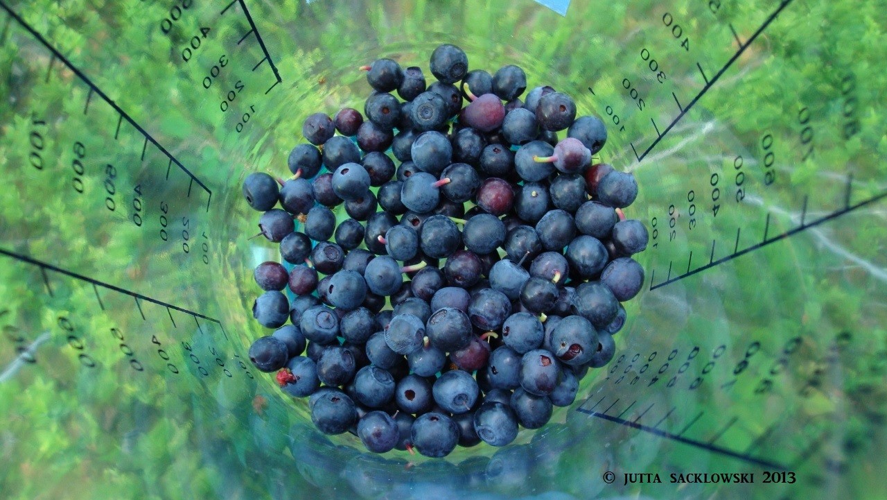 Hurra! Die ersten reifen Blaubeeren des Jahres