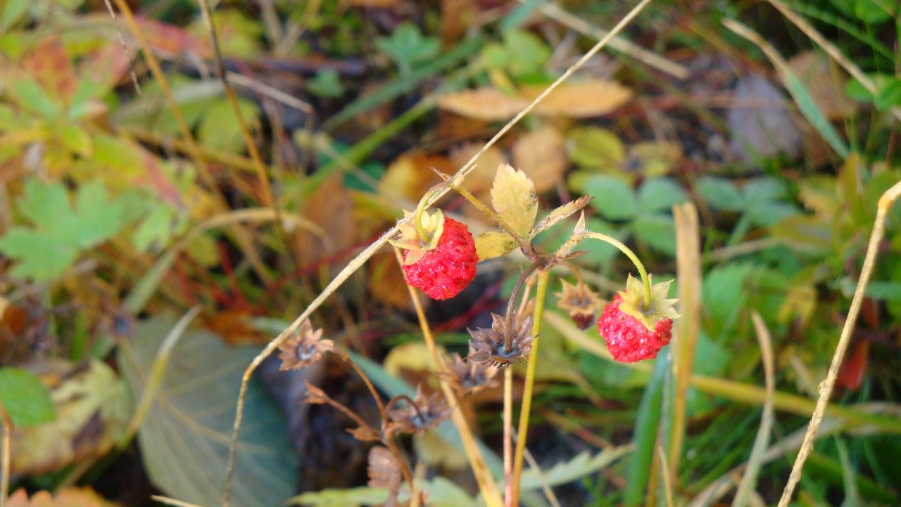 Letzte Walderdbeeren