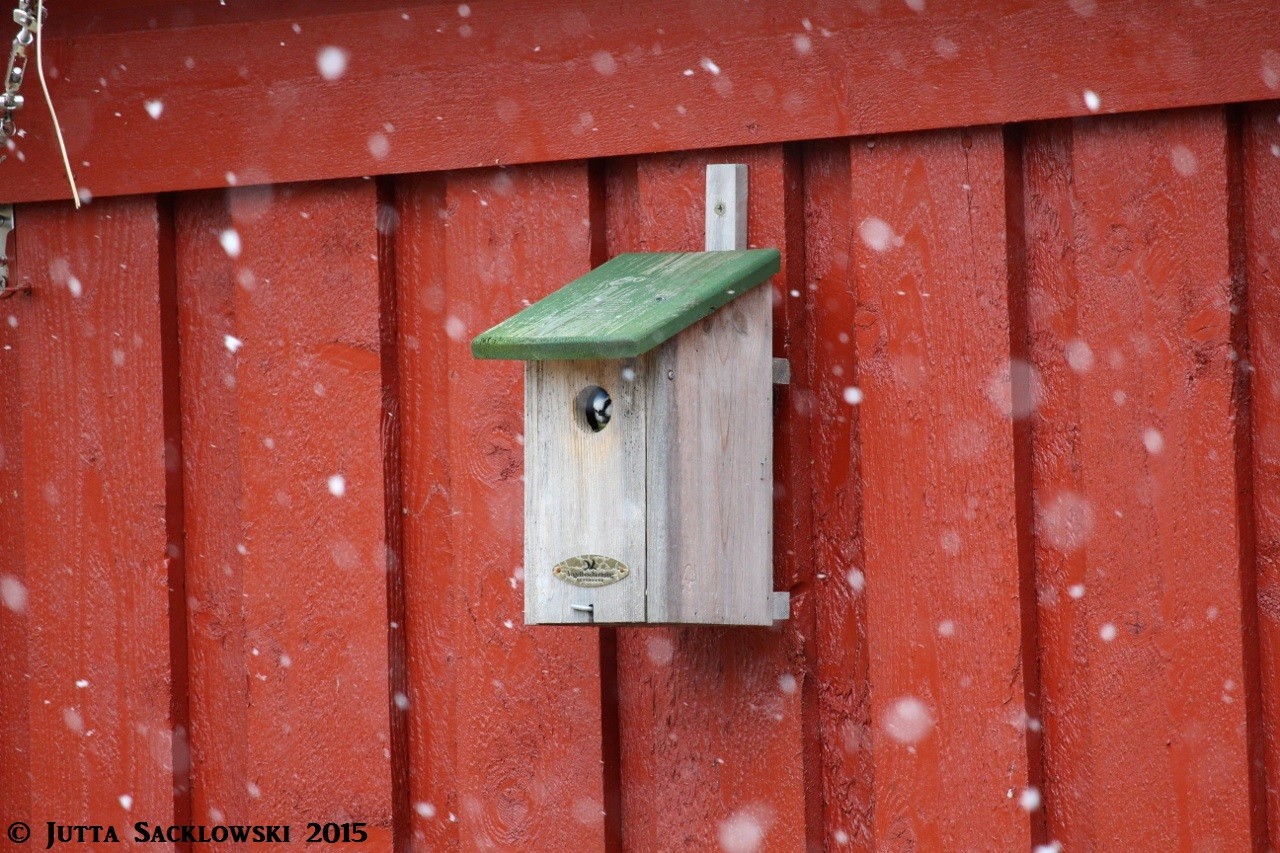 Blaumeisen im Nistkasten