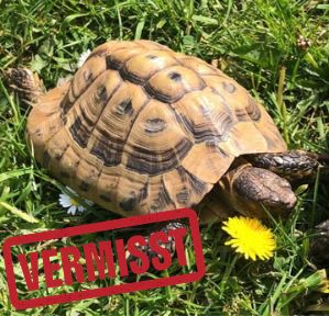 Griechische Landschildkröte vermisst in 52080 Aachen Eilendorf