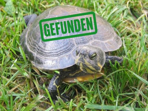 Gelbwangen-Schmuckschildkröte gefunden in 42549 Velbert