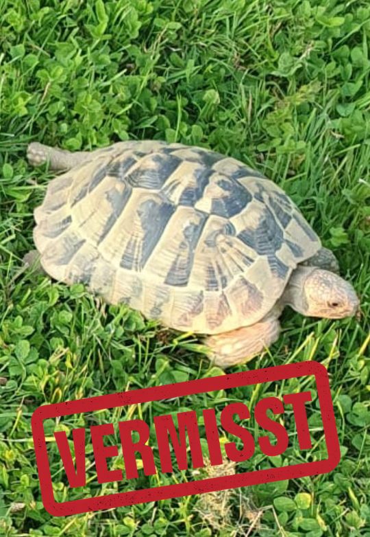 Griechische Landschildkröte vermisst in 88299 Leutkirch