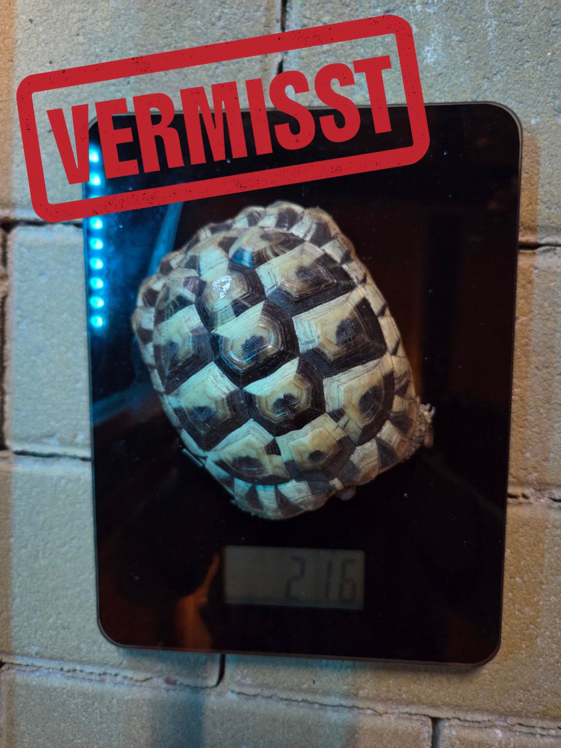 Griechische Landschildkröte vermisst in 79241 Ihringen