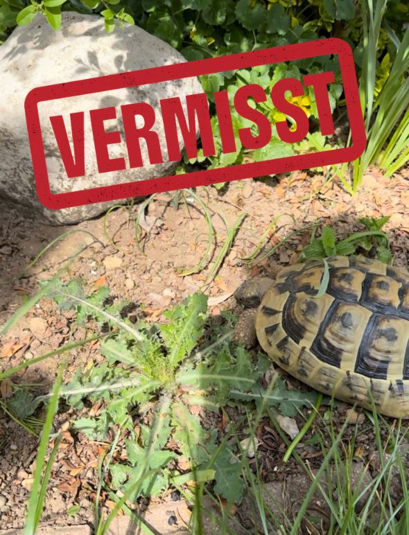 Griechische Landschildkröte vermisst in 69190 Walldorf