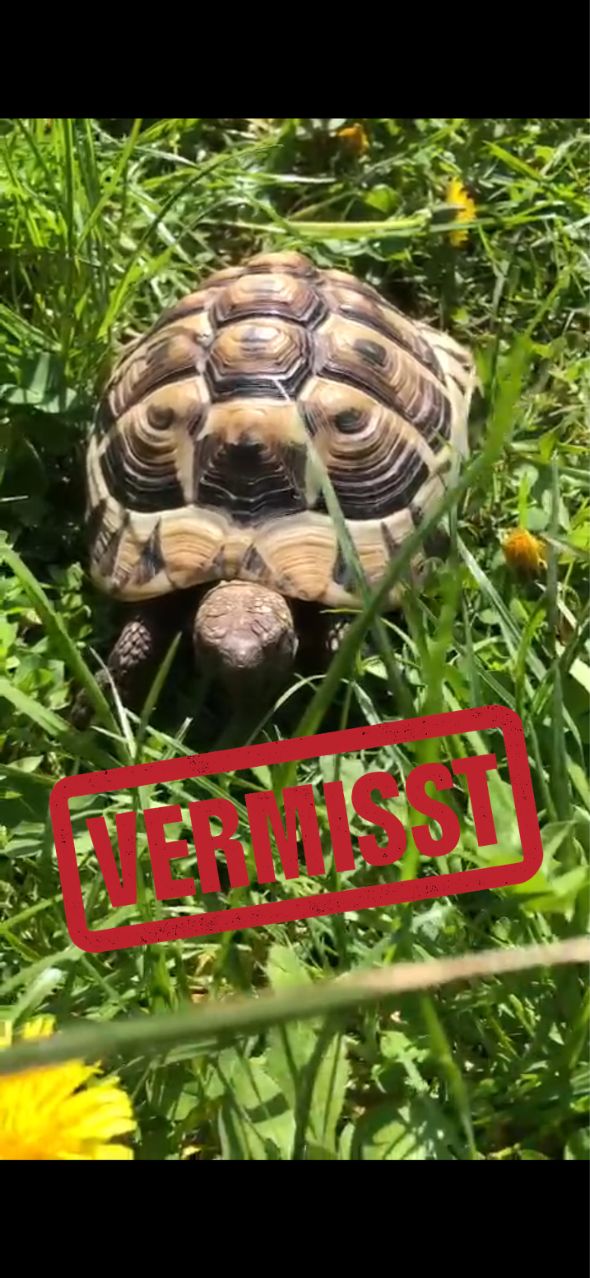 Griechische Landschildkröte vermisst in 41539 Dormagen