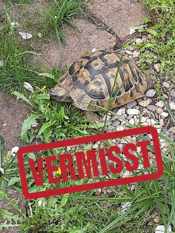 Griechische Landschildkröte vermisst in 90427 Nürnberg