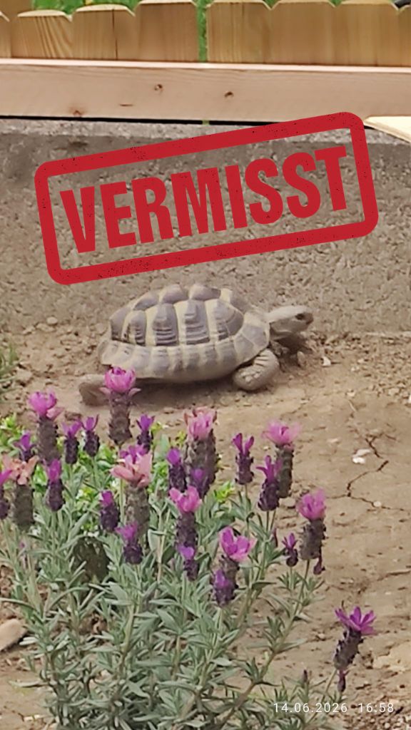 Griechische Landschildkröte vermisst in 66620 Otzenhausen