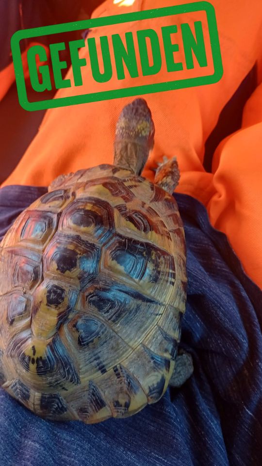 Griechische Landschildkröte gefunden in 86316 Friedberg