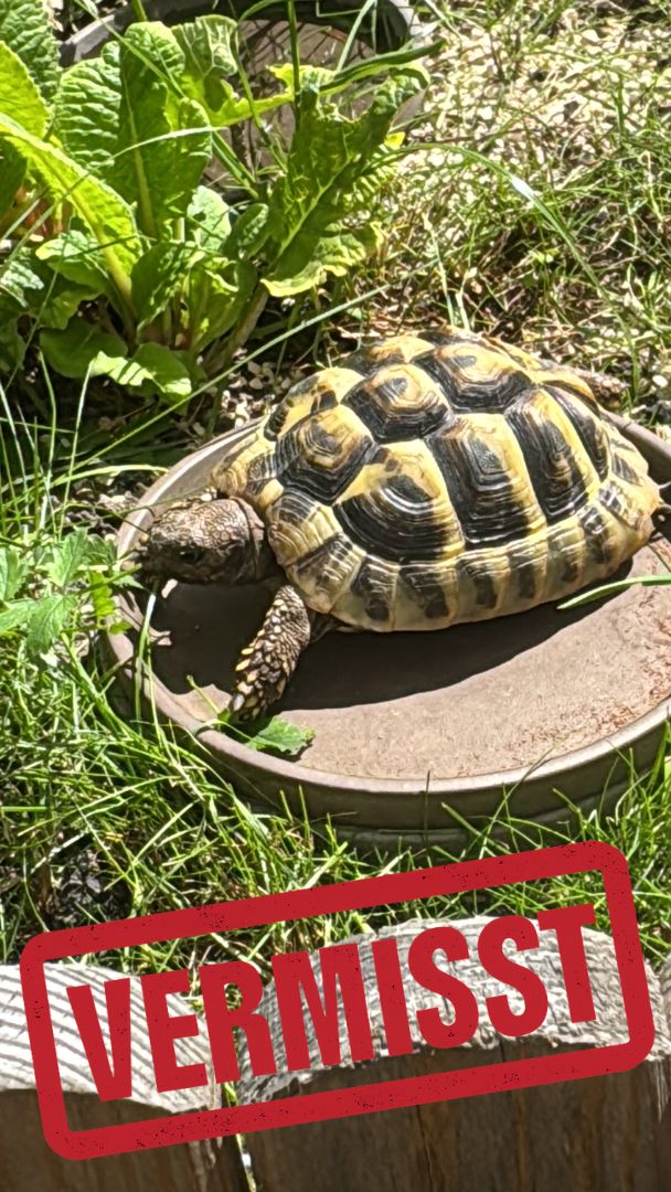 Griechische Landschildkröte vermisst in 13187 Berlin Pankow