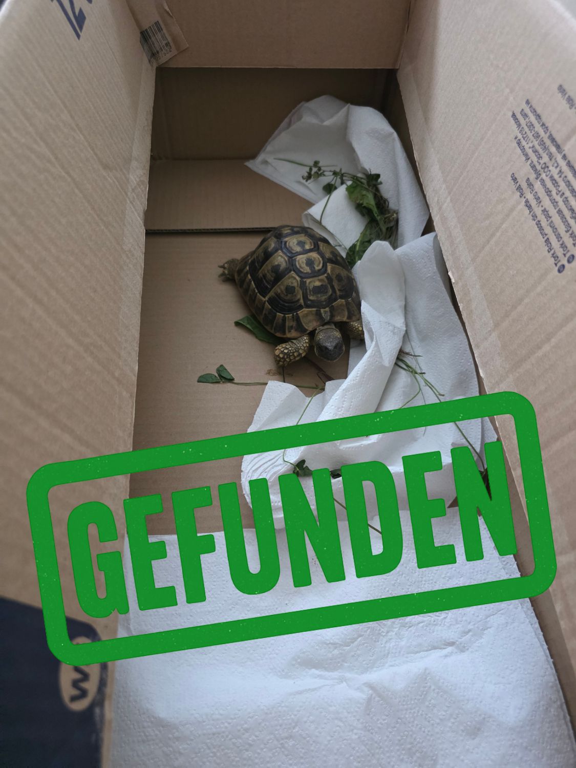 Schildkröte gefunden in 03130 Spremberg