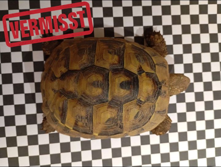 Griechische Landschildkröte vermisst in 88260 Argenbühl