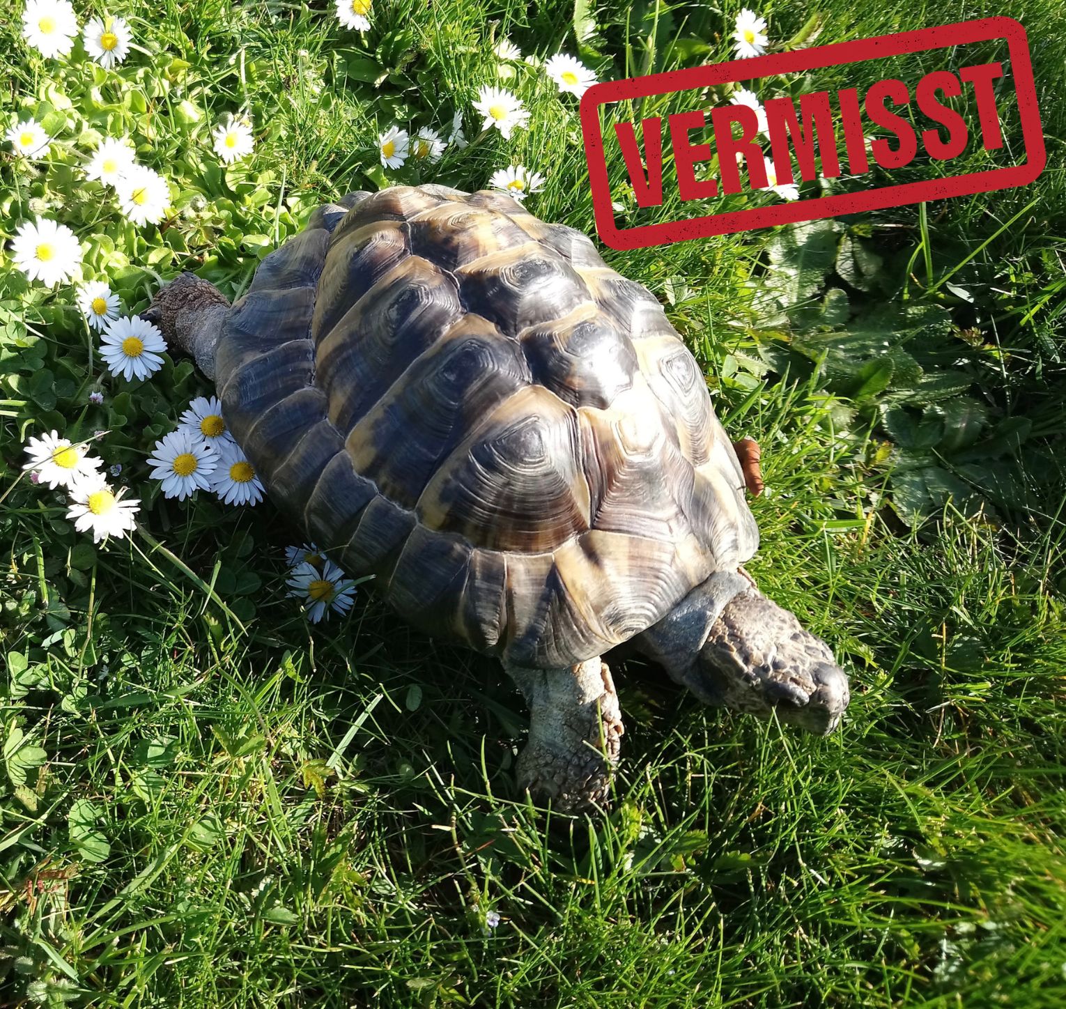 Griechische Landschildkröte vermisst in 77723 Bermersbach