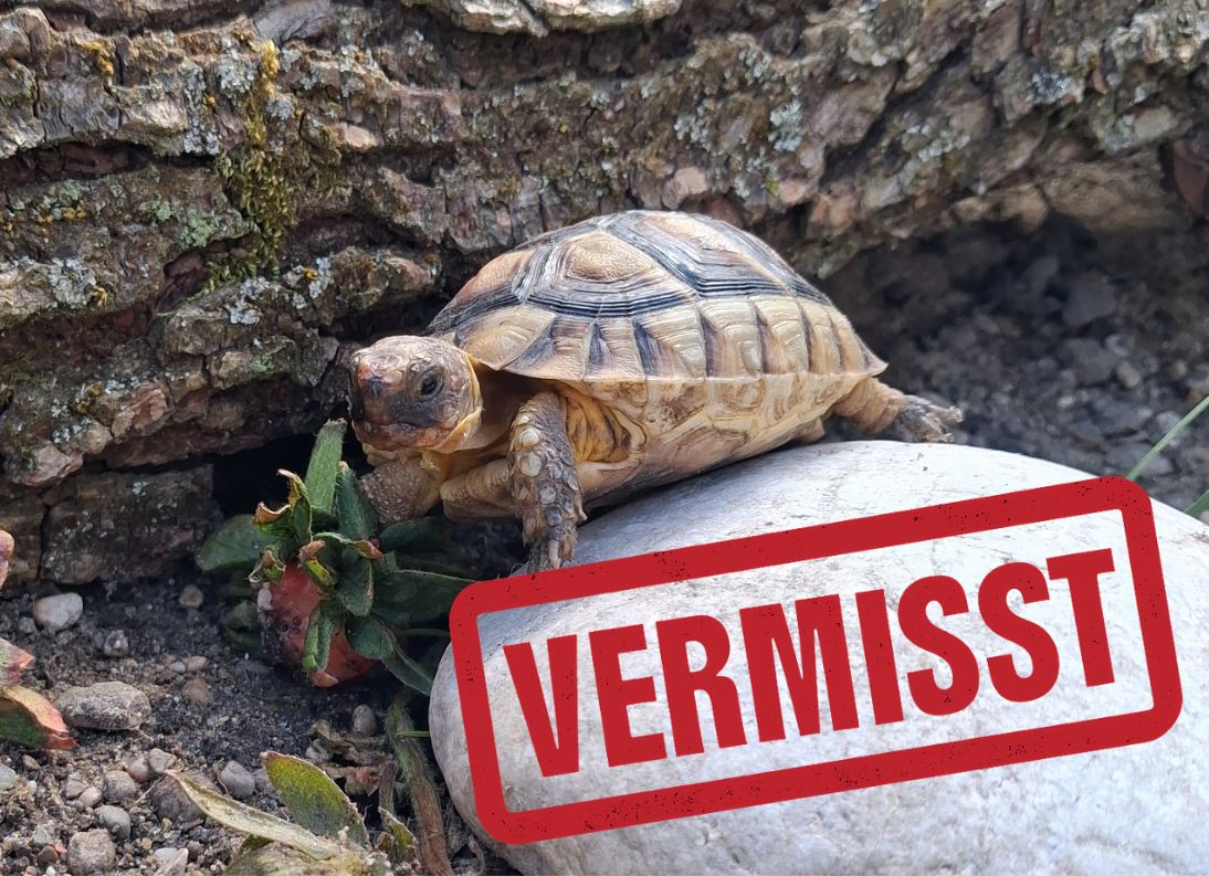 Breitrandschildkröte vermisst in 4600 Wels