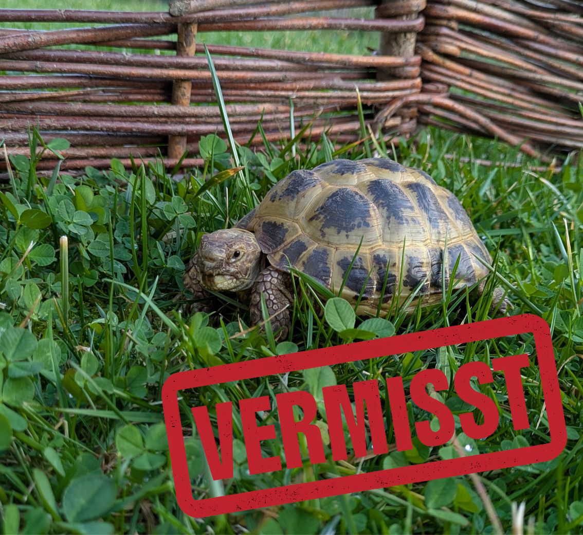 Vierzehenschildkröte vermisst in 86920 Denklingen