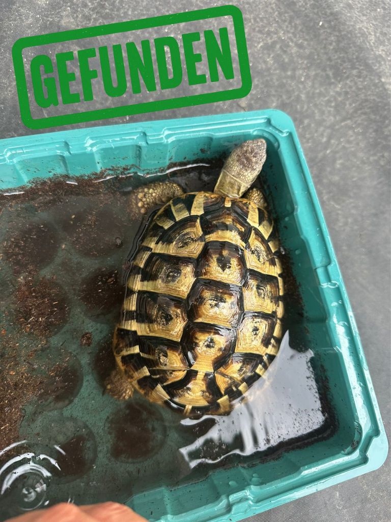 Griechische Landschildkröte gefunden in 68723 Schwetzingen