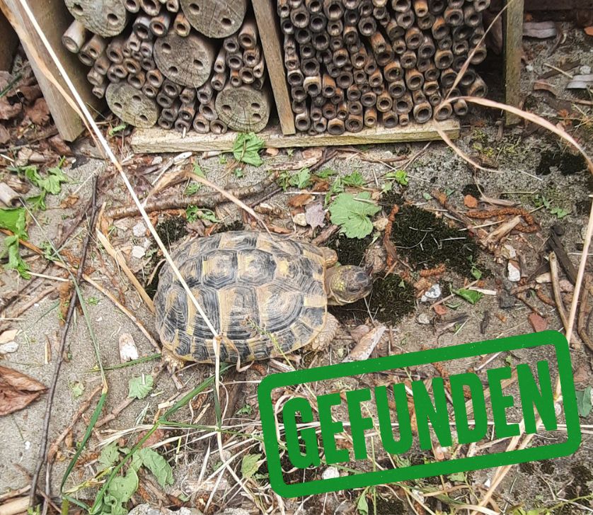 Griechische Landschildkröte gefunden in 67112 Mutterstadt
