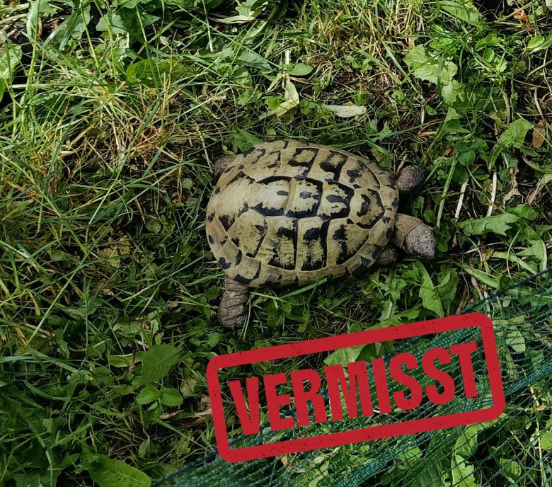 Griechische Landschildkröte vermisst in 85276 Hettenshausen