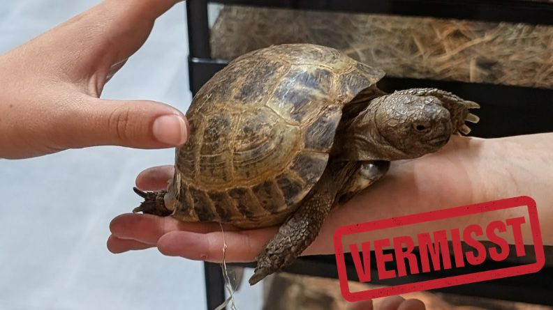Griechische Landschildkröte vermisst in 01189 Dresden