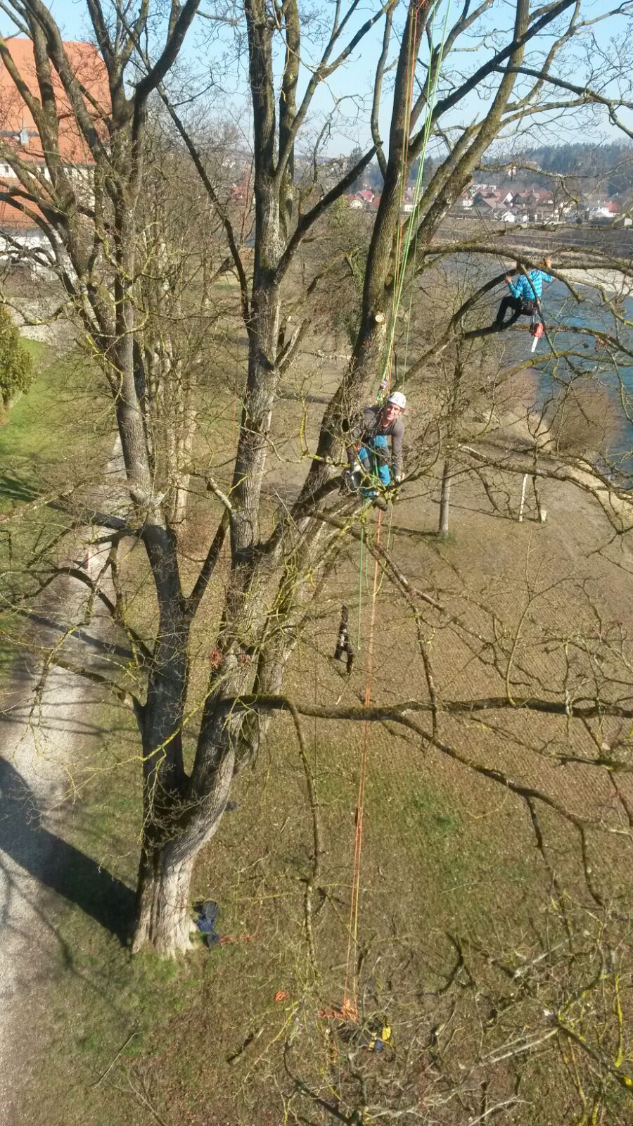 Totholzbeseitigung an einem Ahorn  ( Laufen )