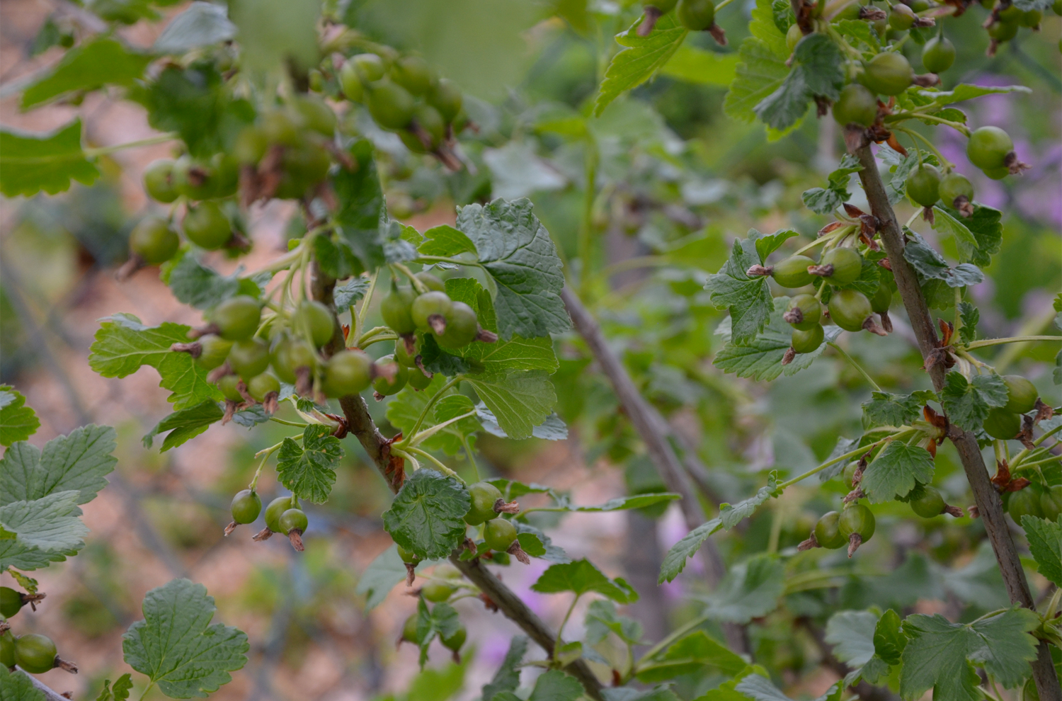 Willkommen Im Beerengarten Think Of Nature Frisches Obst Und