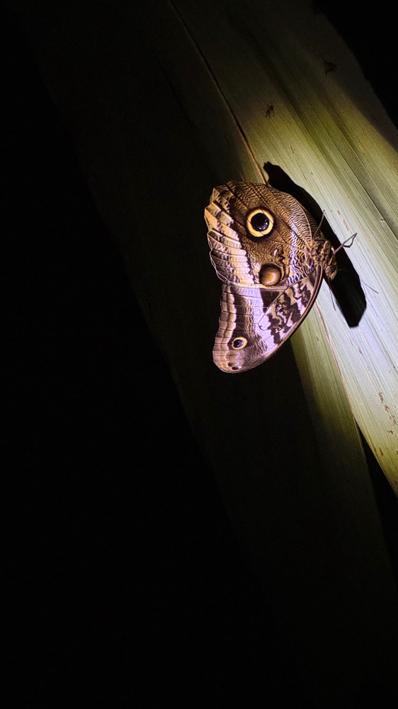 Eulenaugen(nacht)falter