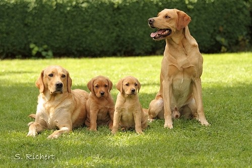 Leni mit Mama Wilma, Papa Callaghan und Schwester Hummel Callany