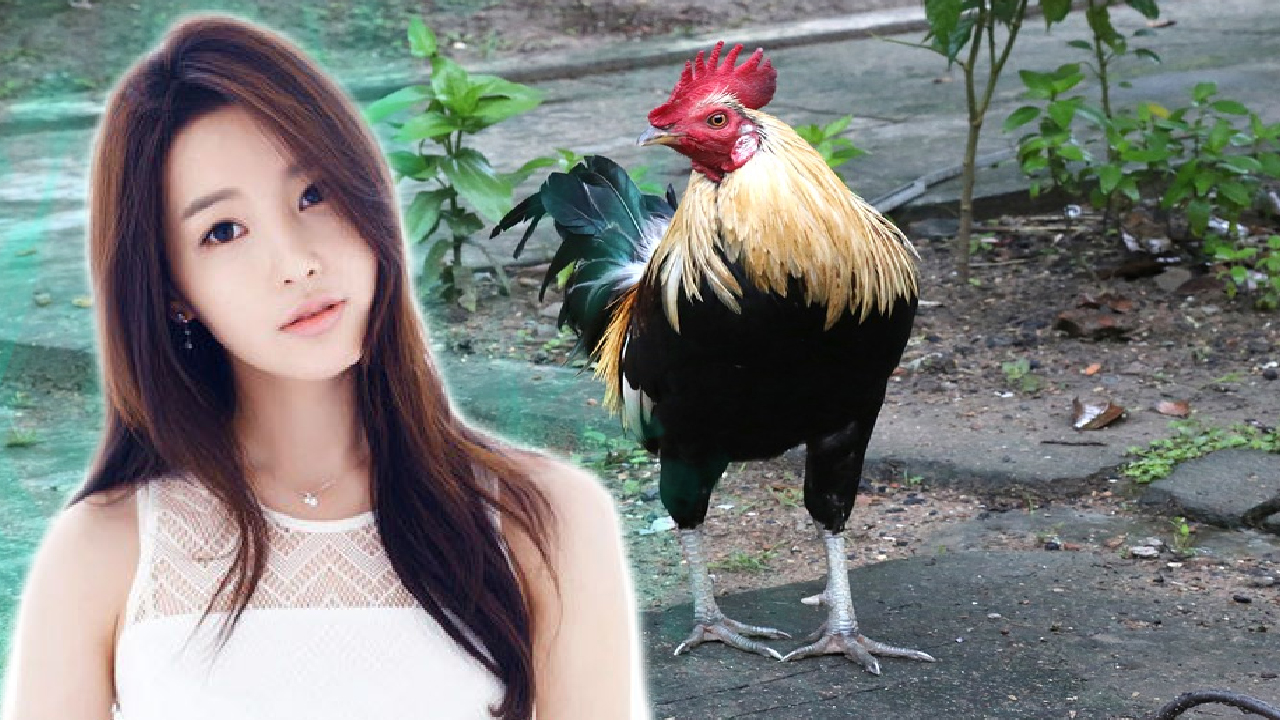 Inilah Pengenalan Ayam Aduan Ganoi Dari Vietnam Petunjukjudionline