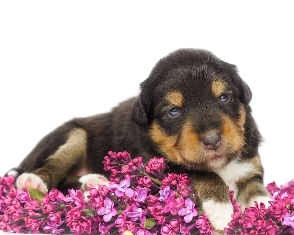 Mini Aussie Bayern Mini Aussie Bayern