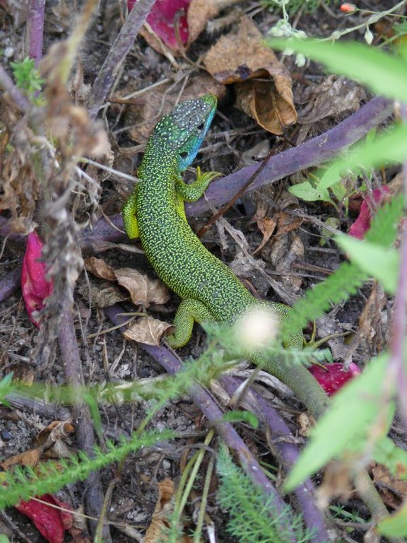 Lézard vert