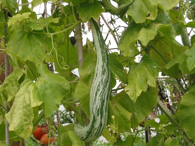 Courge serpent