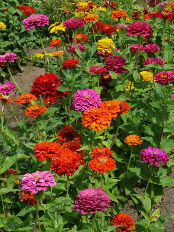 Zinnias