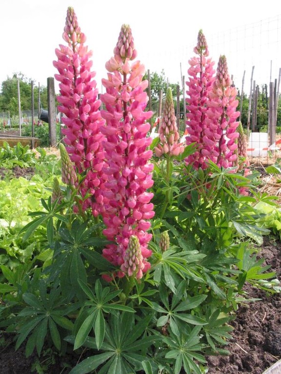 Lupins