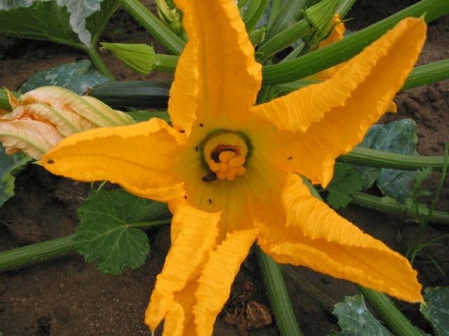 Fleur de courgette