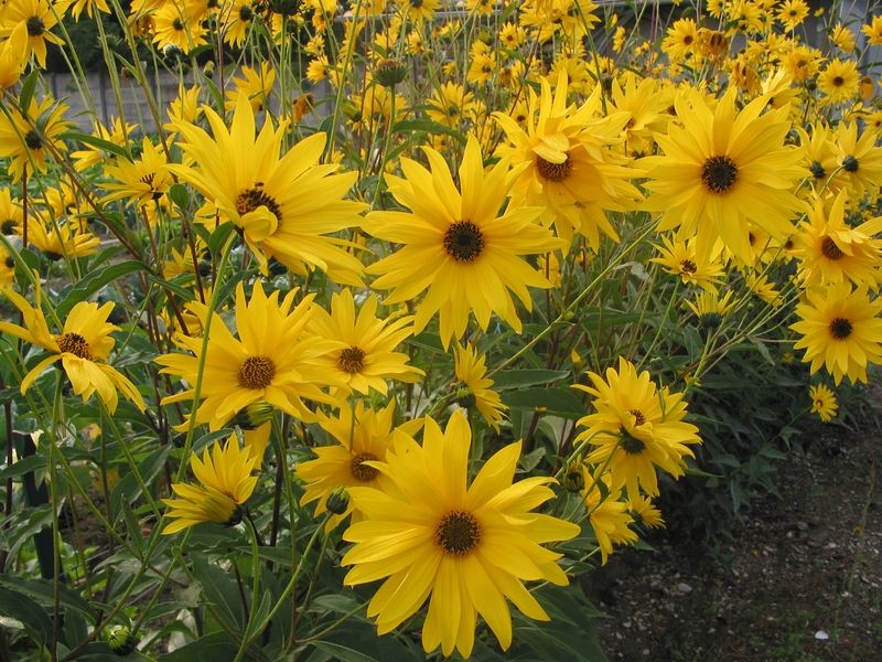 Rudbeckias