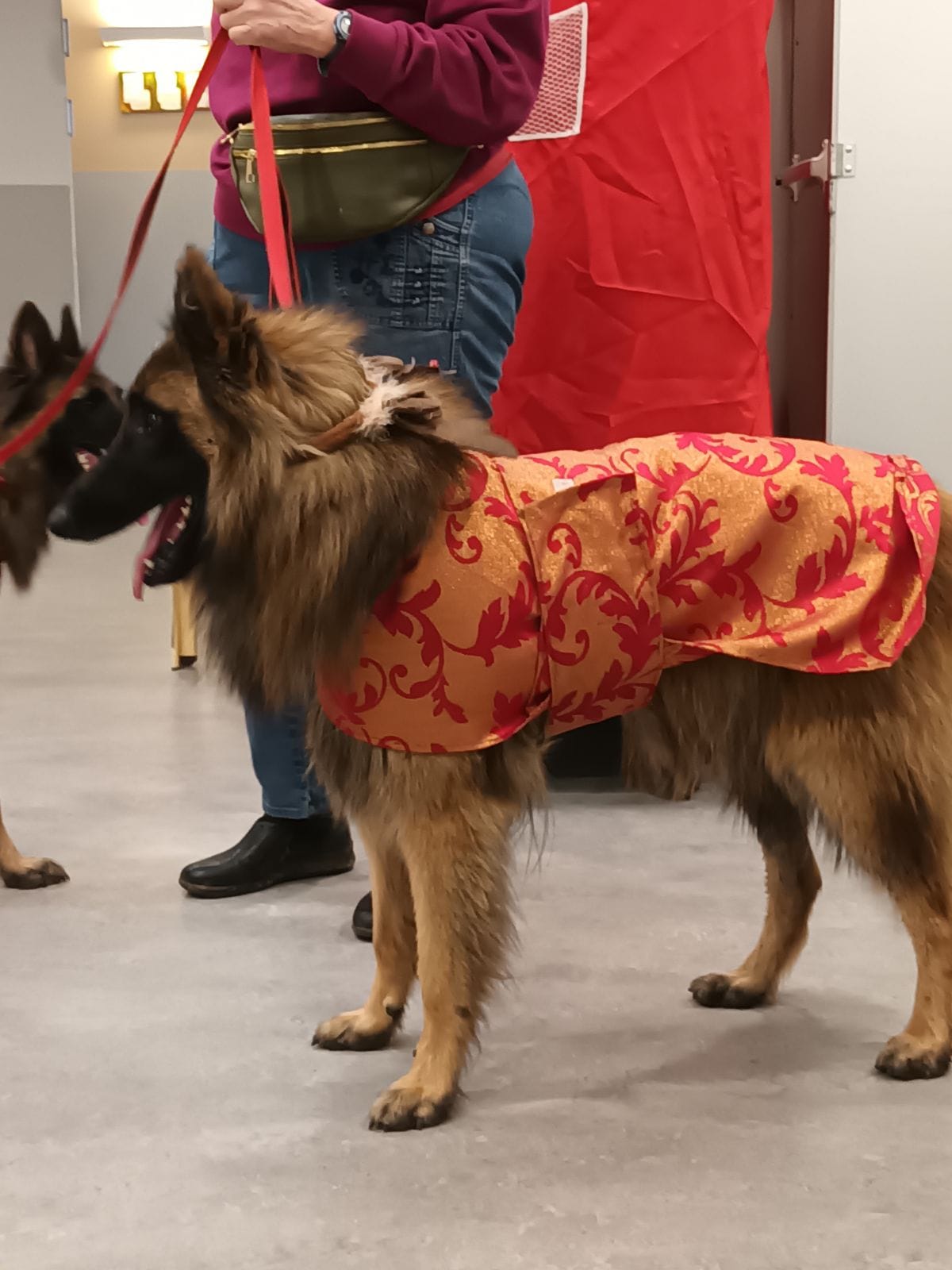 Tervuerens, chiens visiteurs Ehpad