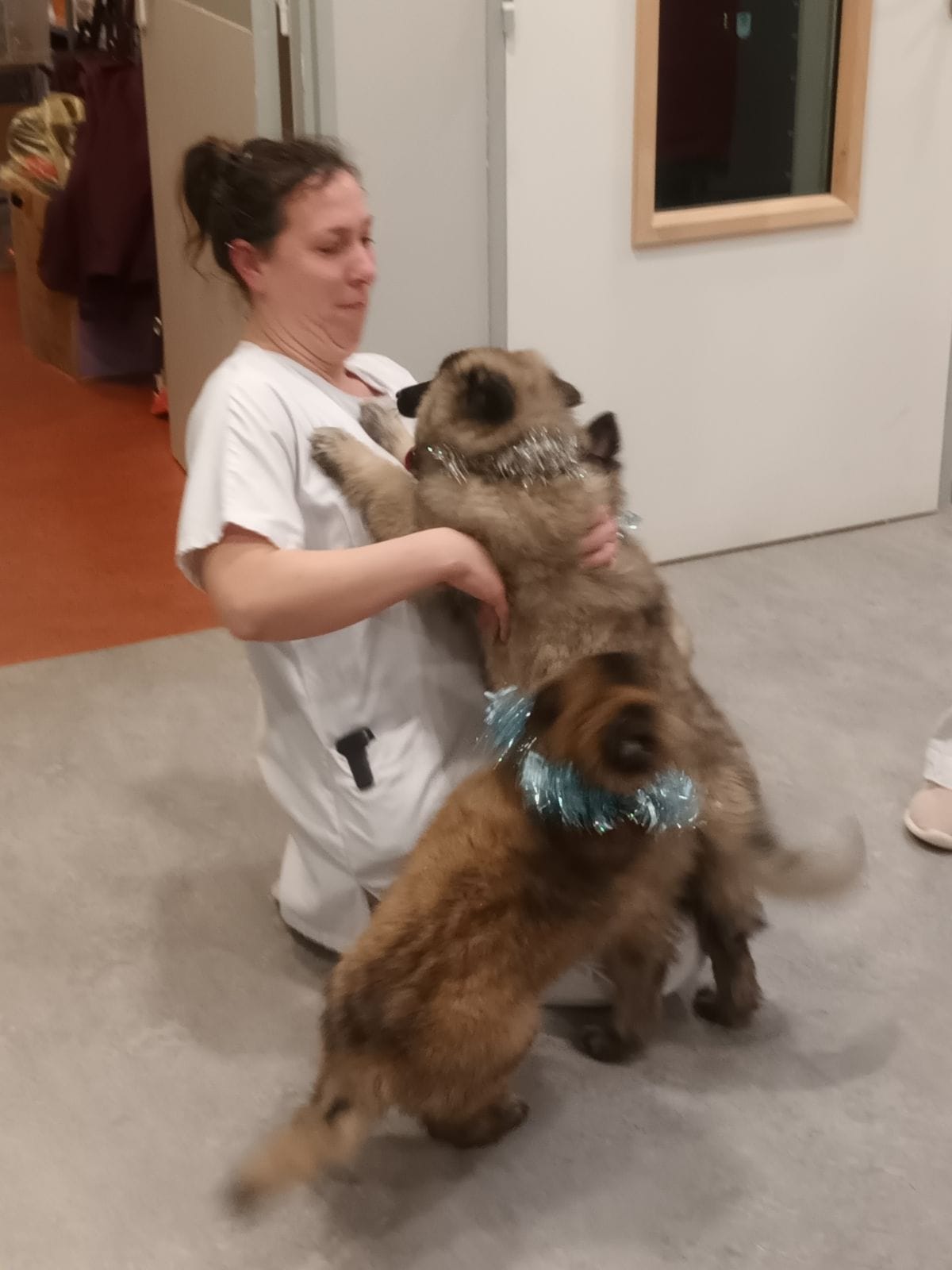 Tervuerens, chiens visiteurs Ehpad