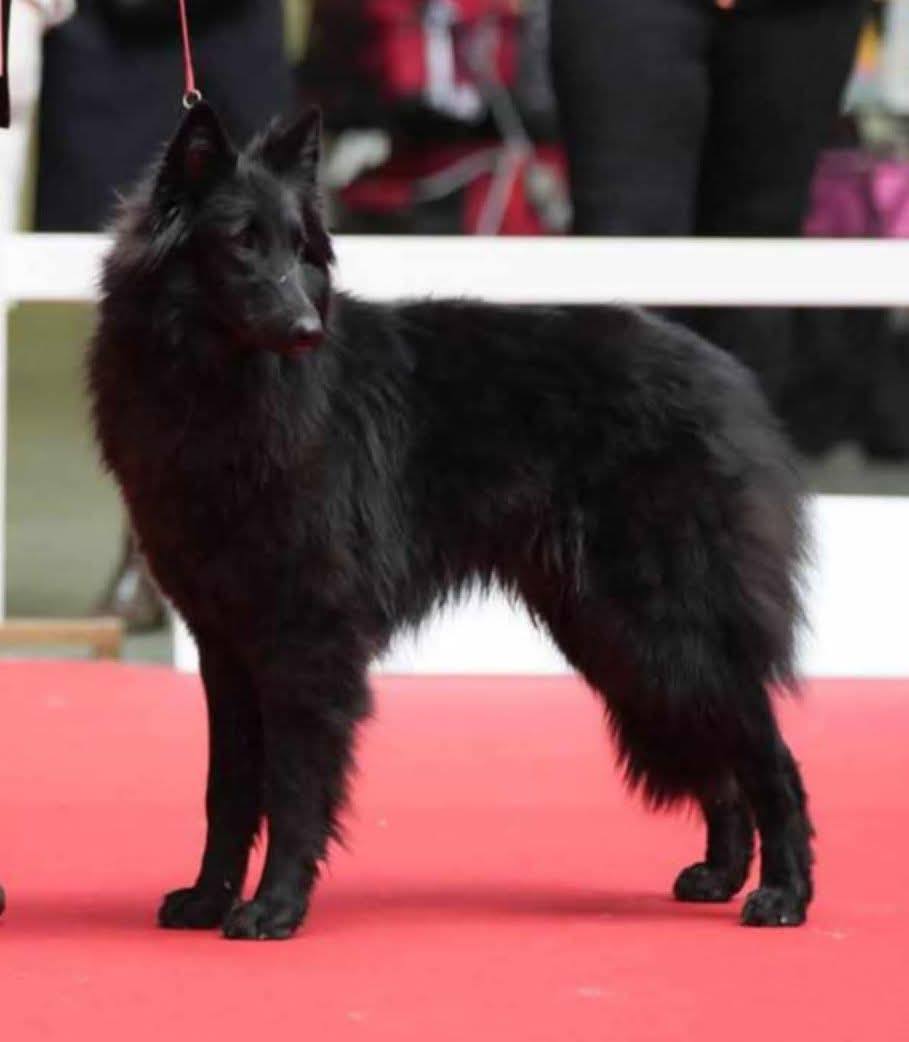 Voici Volonté des Loups de la Tiarde