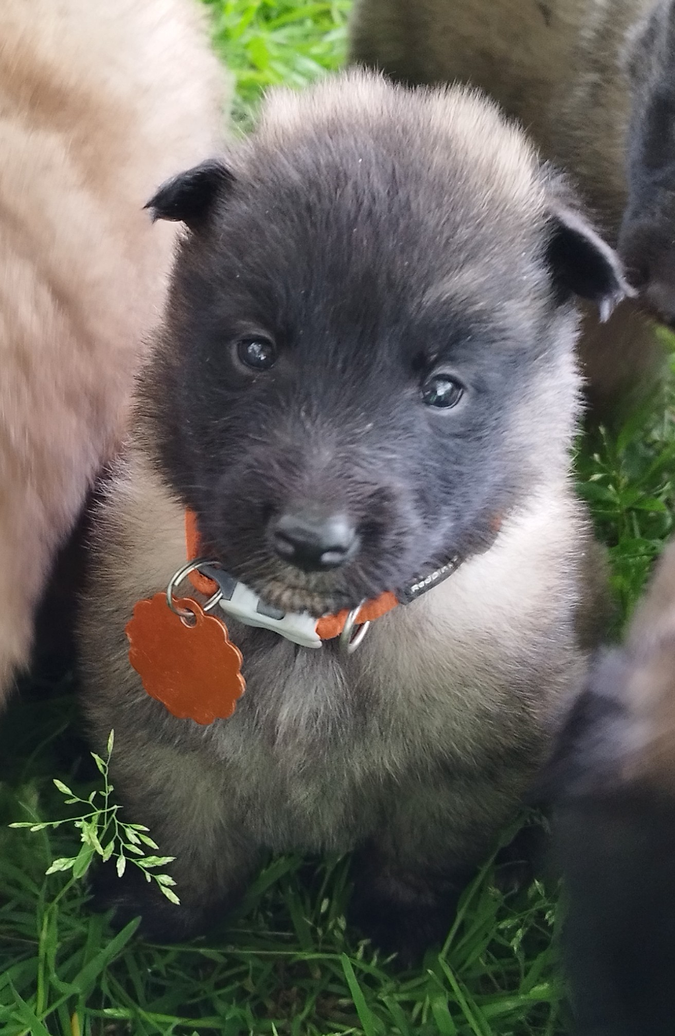 Melle Orange s'appelle Alyss des Loups de la Tiarde