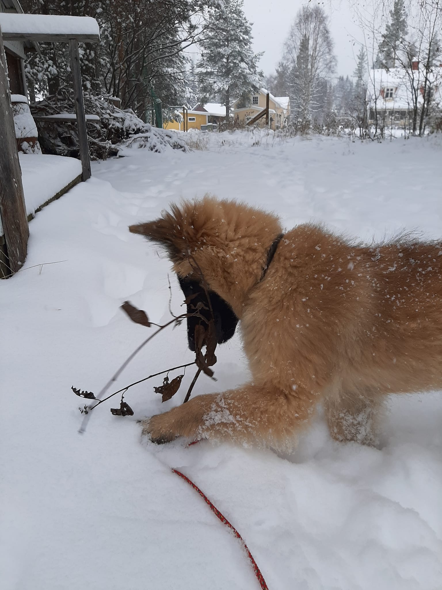 Melle Rose Undra des Loups de la Tiarde en Suède  découverte de la neige 