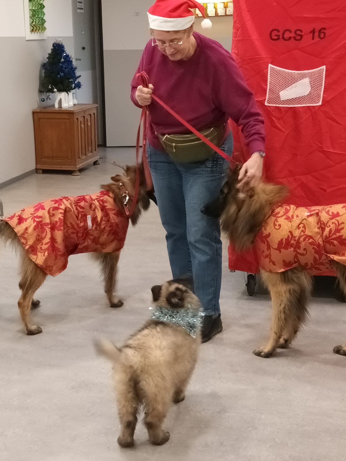 Nos Bergers Belges Tervuerens chiens visiteurs en Ehpad
